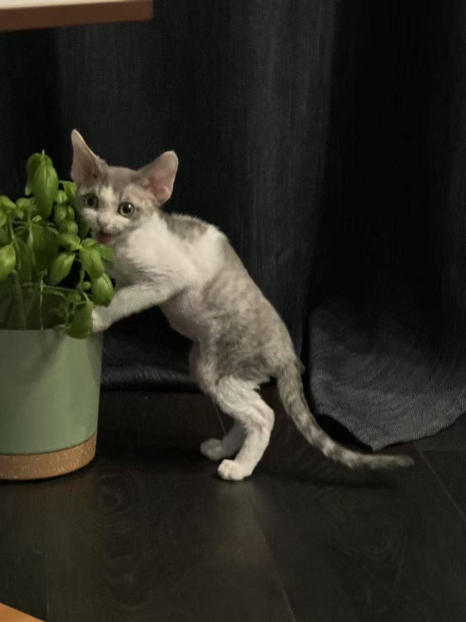 Duole exploring a plant